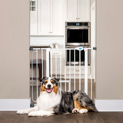 Carlson Pet Gate with Cat Flap Pet Supplies