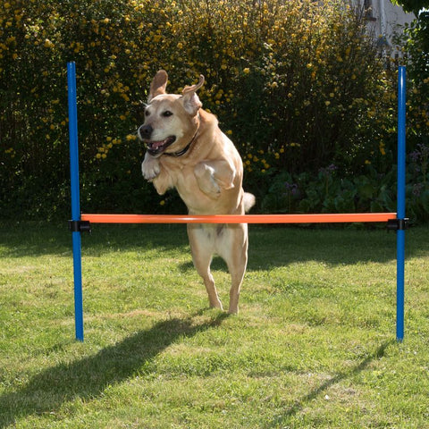 Fun & Sport Dog Agility Hurdle Pet Supplies