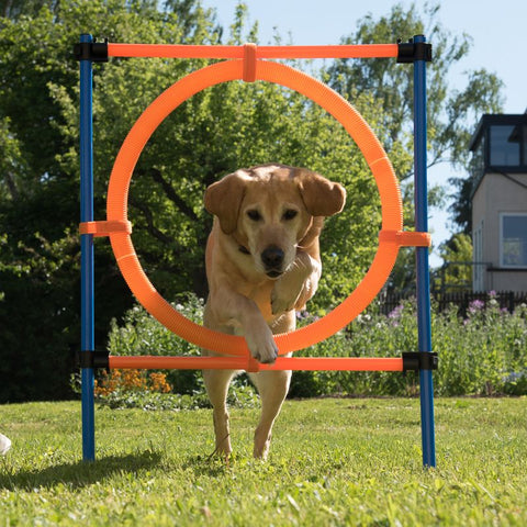 Fun & Sport Dog Agility Jumping Hoop Pet Supplies