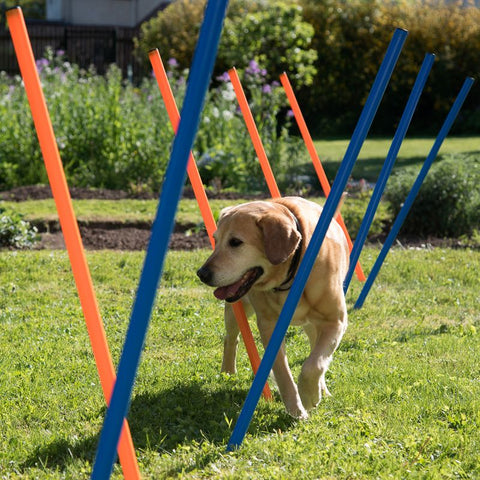 Fun & Sport Dog Agility Weave Poles Pet Supplies