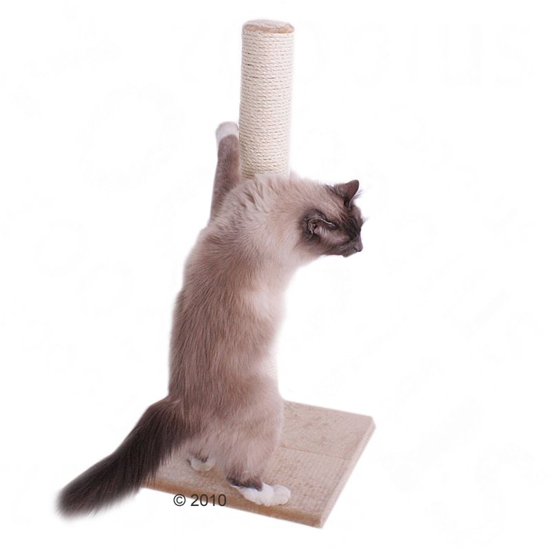 Olga Cat Scratching Post Pet Supplies