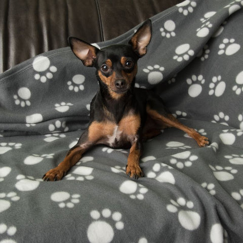 Pawty Fleece Blanket Pet Supplies